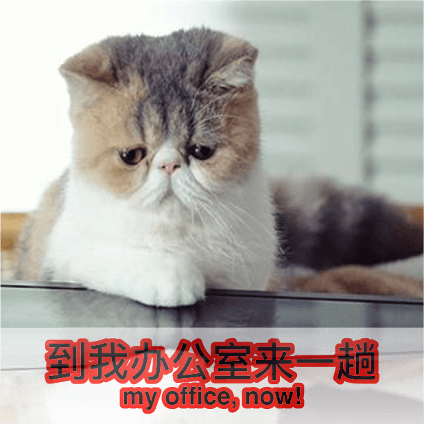 喵主子 messages sticker-8