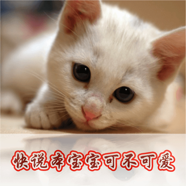 喵主子 messages sticker-1