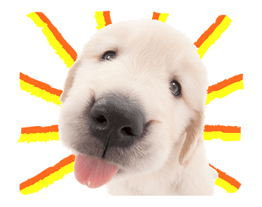 Sweety Dog Lover messages sticker-8