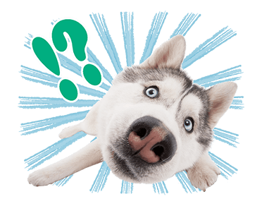 Sweety Dog Lover messages sticker-4