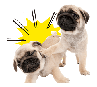 Sweety Dog Lover messages sticker-9