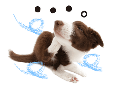 Sweety Dog Lover messages sticker-10