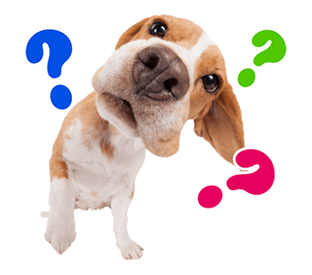 Sweety Dog Lover messages sticker-5