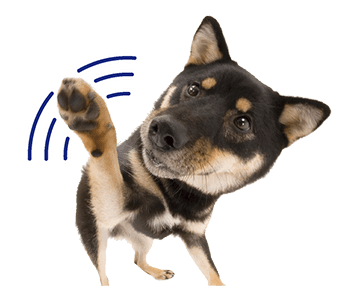 Sweety Dog Lover messages sticker-11