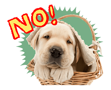 Sweety Dog Lover messages sticker-3