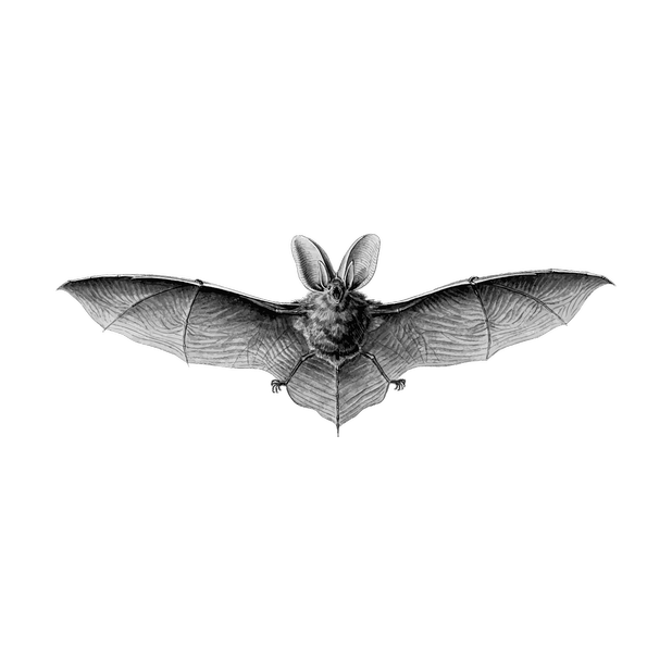 Bats Stickers messages sticker-2