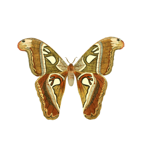 Butterflies Variety Pack messages sticker-11
