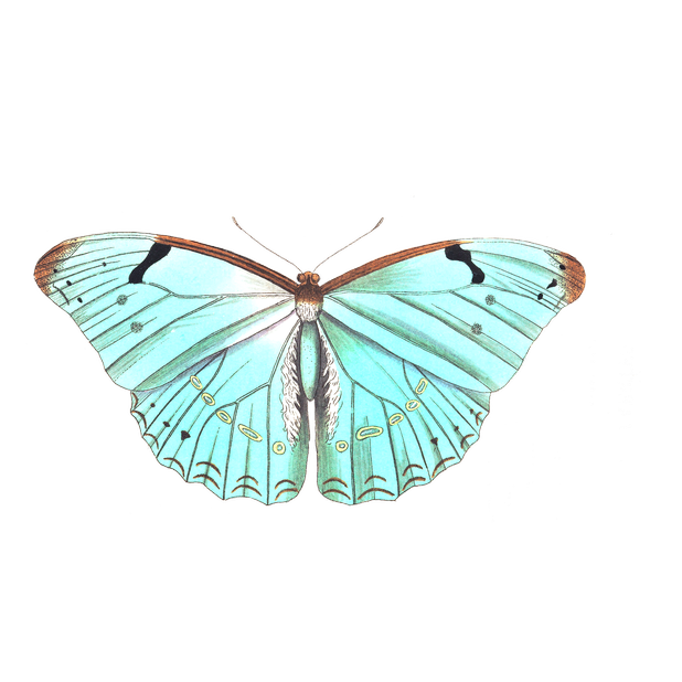 Butterflies Variety Pack messages sticker-7
