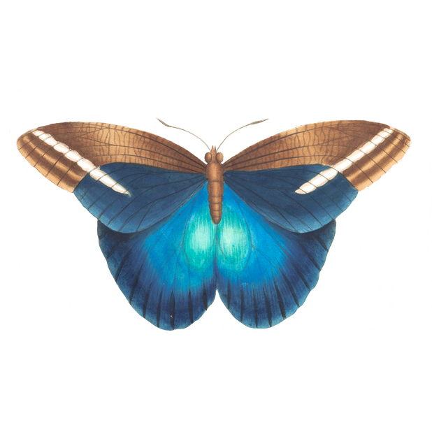 Butterflies Variety Pack messages sticker-2