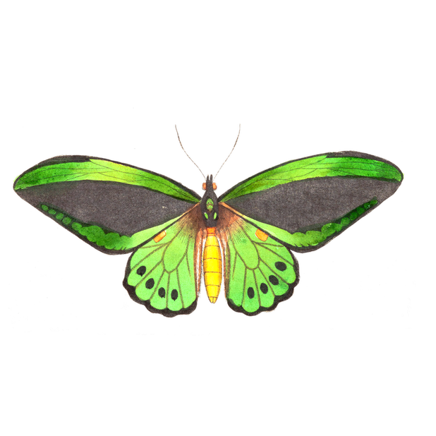 Butterflies Variety Pack messages sticker-5