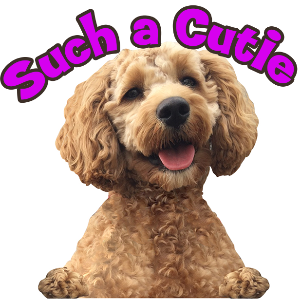 MyDoginTheWindow messages sticker-3