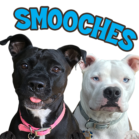 MyDoginTheWindow messages sticker-5