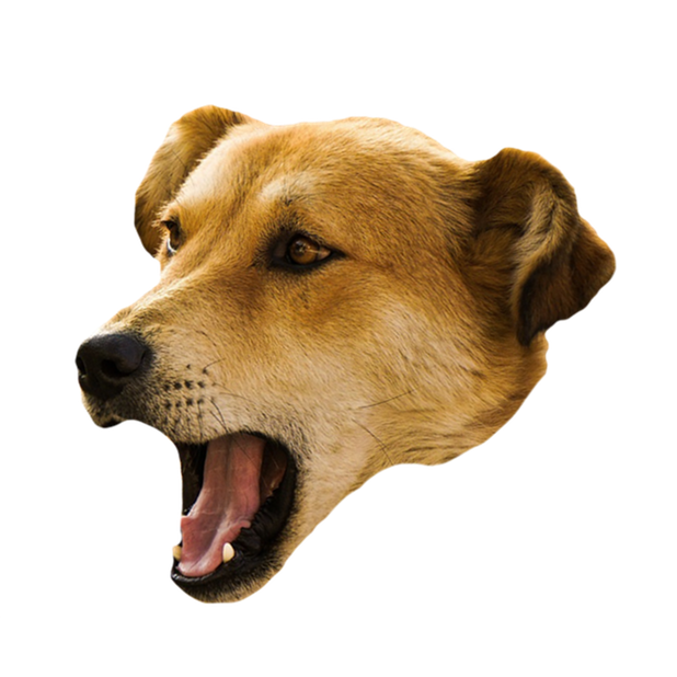 Dog Stickers (for iMessage) messages sticker-7