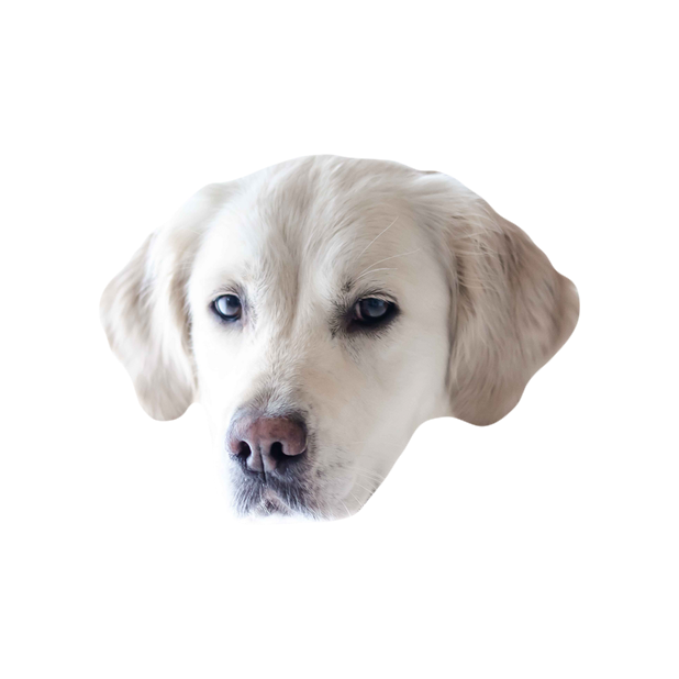 Dog Stickers (for iMessage) messages sticker-0
