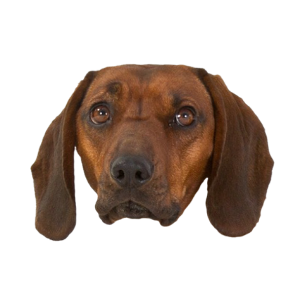 Dog Stickers (for iMessage) messages sticker-8