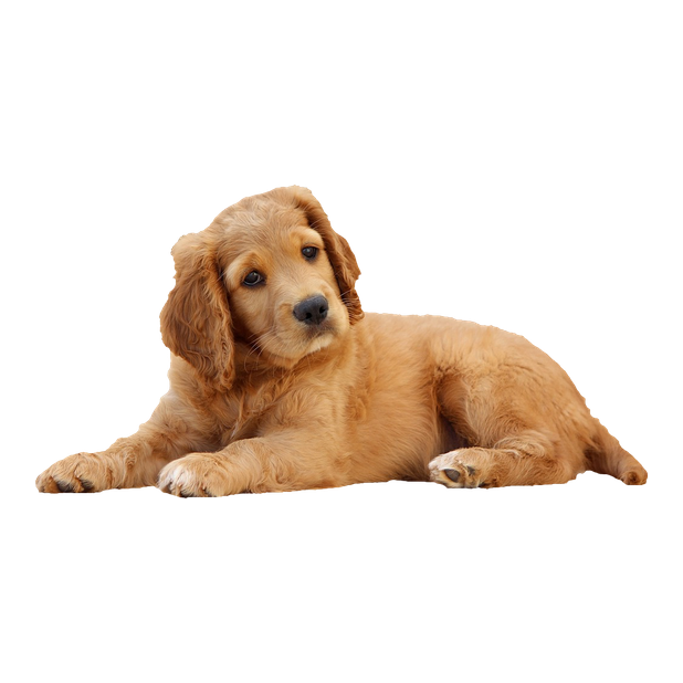 Dog Stickers (for iMessage) messages sticker-6