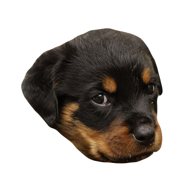 Dog Stickers (for iMessage) messages sticker-10