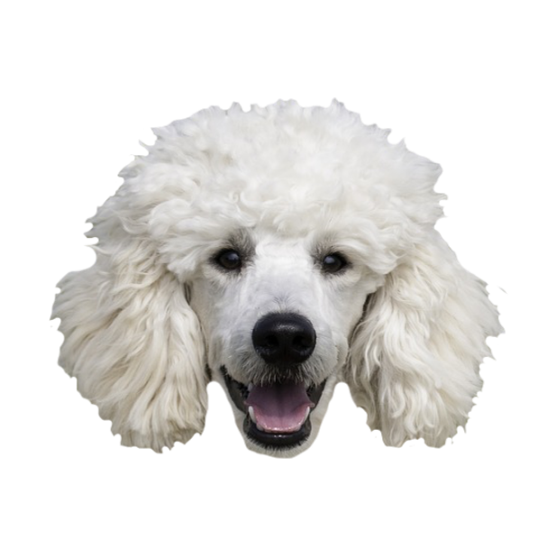 Dog Stickers (for iMessage) messages sticker-9