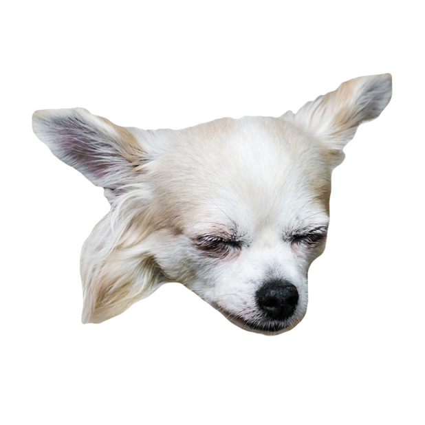 Dog Stickers (for iMessage) messages sticker-11