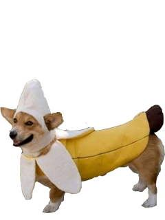 Corky Corgi messages sticker-9