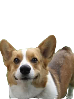 Corky Corgi messages sticker-11