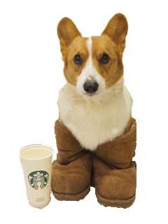 Corky Corgi messages sticker-10