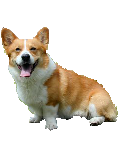 Corky Corgi messages sticker-2