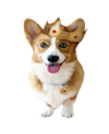 Corky Corgi messages sticker-0