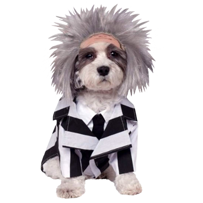 Halloween Dogs messages sticker-4