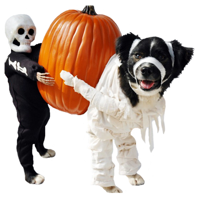 Halloween Dogs messages sticker-6