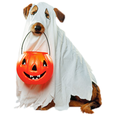 Halloween Dogs messages sticker-5