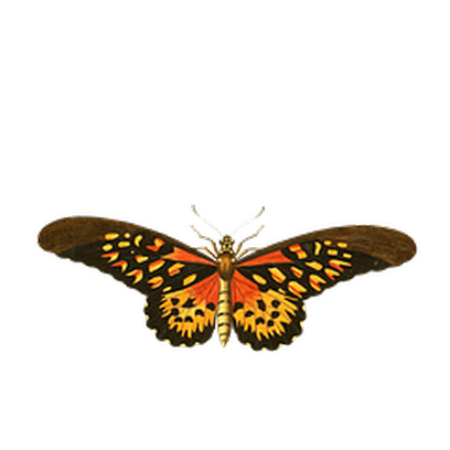 Butterflies Three messages sticker-6