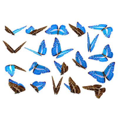 Butterflies Three messages sticker-0
