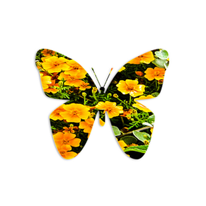 Butterflies Three messages sticker-1