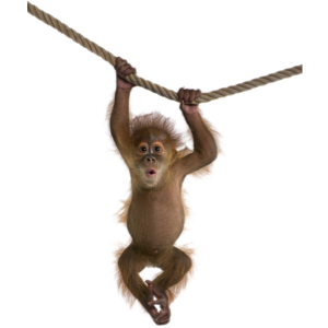 MonkeyStickerpack messages sticker-1