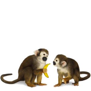 MonkeyStickerpack messages sticker-5