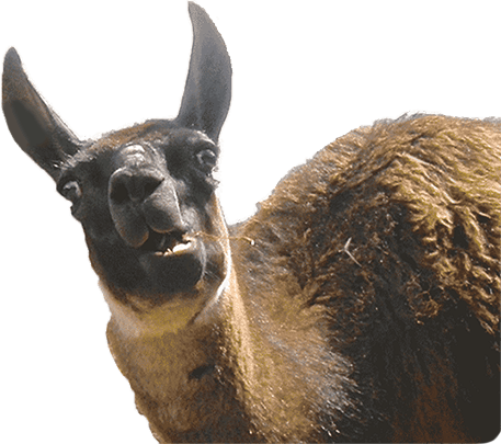 Animal Photobombs - Free, Classic, Horse, Llama messages sticker-5