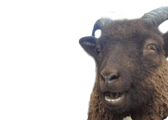 Animal Photobombs - Free, Classic, Horse, Llama messages sticker-9