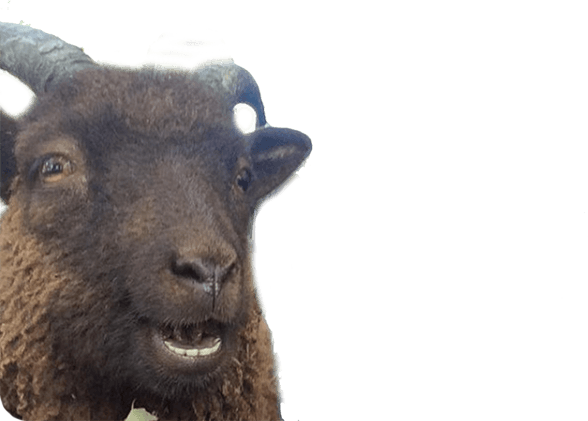 Animal Photobombs - Free, Classic, Horse, Llama messages sticker-10