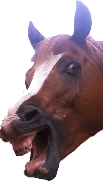 Animal Photobombs - Free, Classic, Horse, Llama messages sticker-1