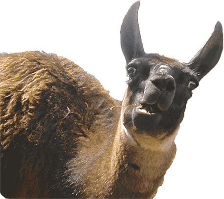 Animal Photobombs - Free, Classic, Horse, Llama messages sticker-6