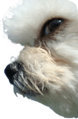 Animal Photobombs - Free, Classic, Horse, Llama messages sticker-11