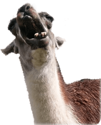 Animal Photobombs - Free, Classic, Horse, Llama messages sticker-7