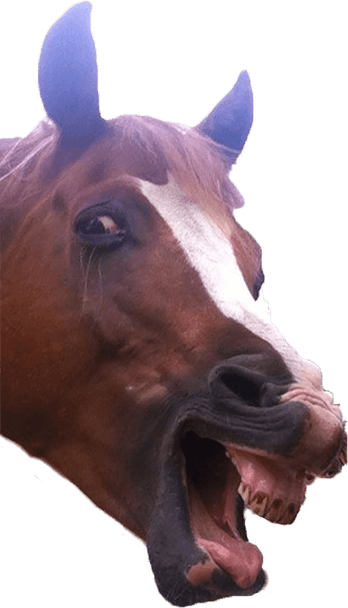 Animal Photobombs - Free, Classic, Horse, Llama messages sticker-2