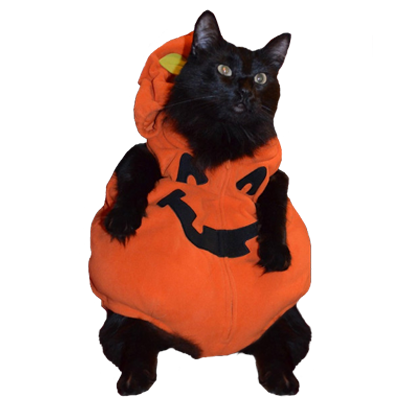 Halloween Cats messages sticker-6