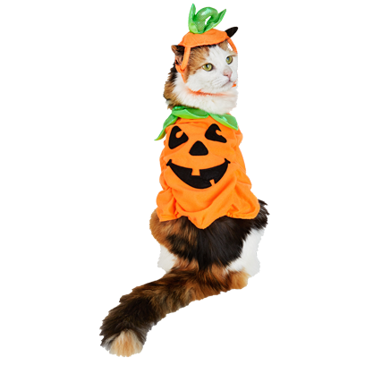 Halloween Cats messages sticker-10