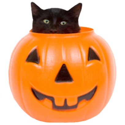Halloween Cats messages sticker-4