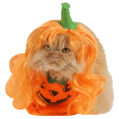 Halloween Cats messages sticker-2