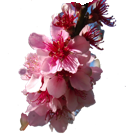 Flower Stickers 花貼紙 messages sticker-9