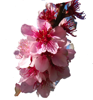 Flower Stickers 花貼紙 messages sticker-11